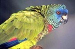 Saint Lucia Parrot.jpg